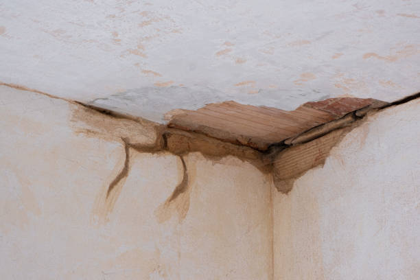 Best Mold removal after water damage  in Farmers Branch, TX